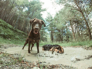 Nuestras mascotas